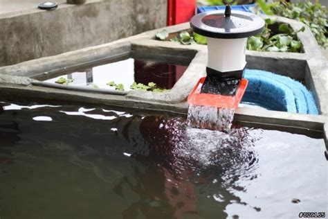 戶外水池|戶外水池怎麼過濾阿？嗚嗚